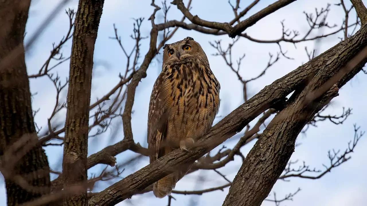 How a zoo break-in changed the life of an owl called Flaco