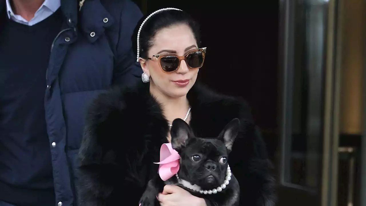 Lady Gaga von Komplizin der Bulldoggen-Diebe verklagt