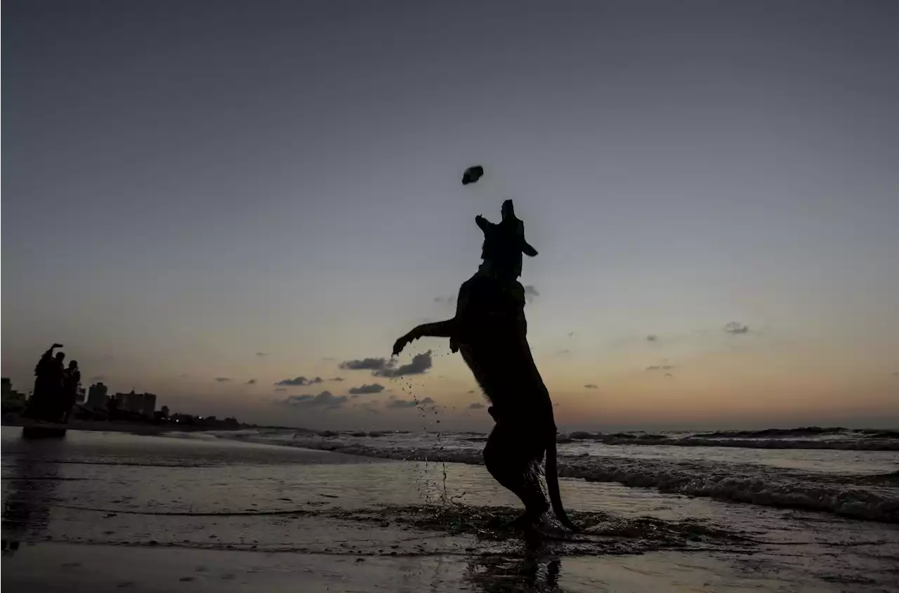 Mejores hoteles del Caribe mexicano para hospedarse con su mascota - Pulzo