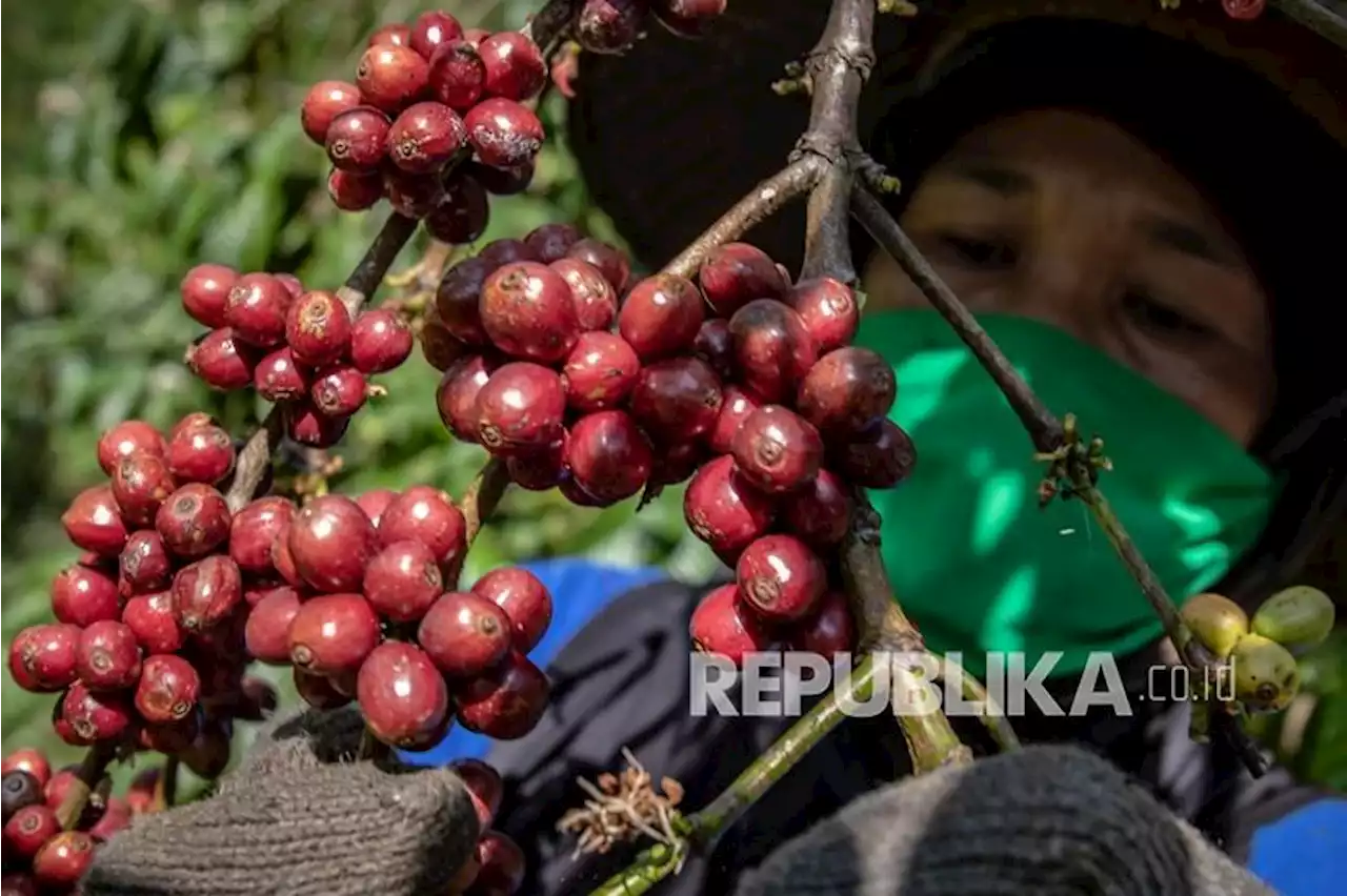 BUMN Tingkatkan Kapasitas dan Kesejahteraan Petani Kopi Nusantara |Republika Online