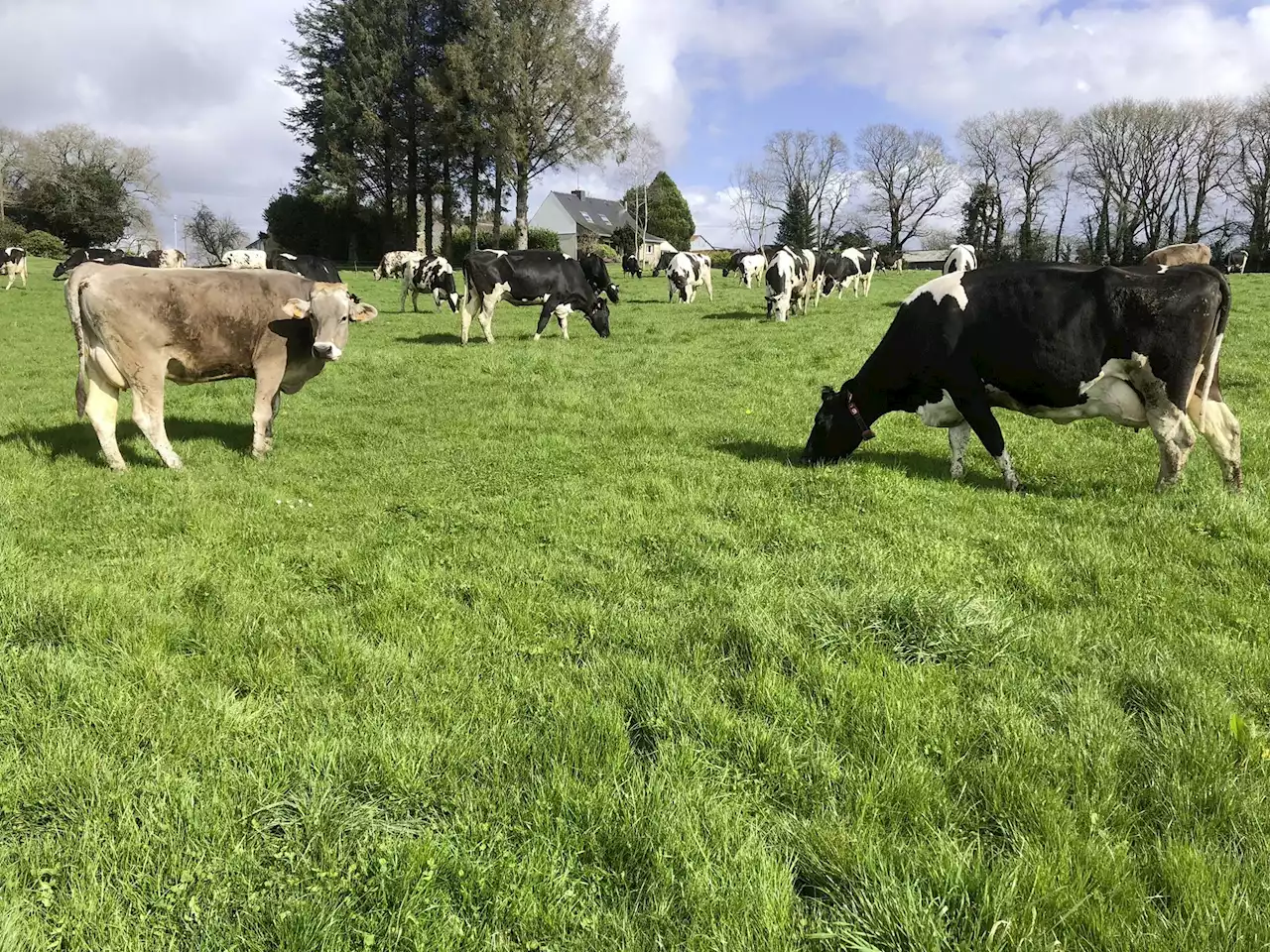 Milchproduktion erneut gedrosselt - Schweizer Bauer