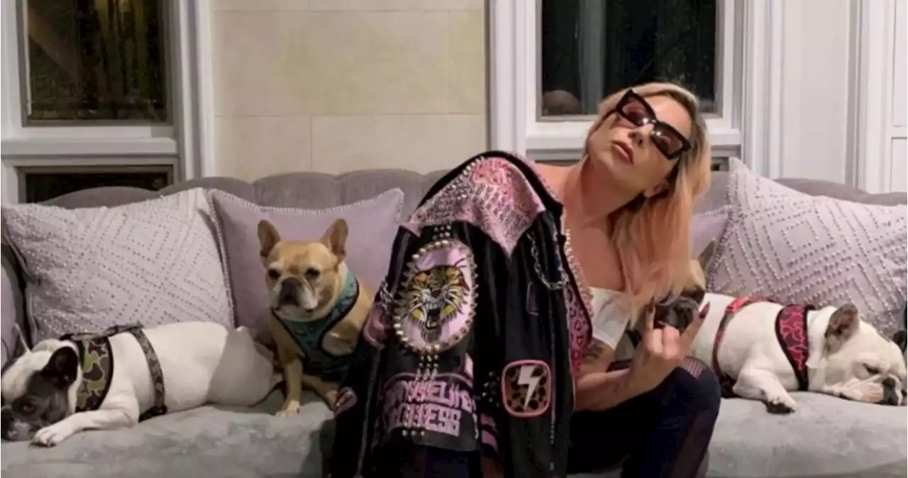 Mujer demanda a Lady Gaga por no pagar recompensa por rescate de sus perros bulldog