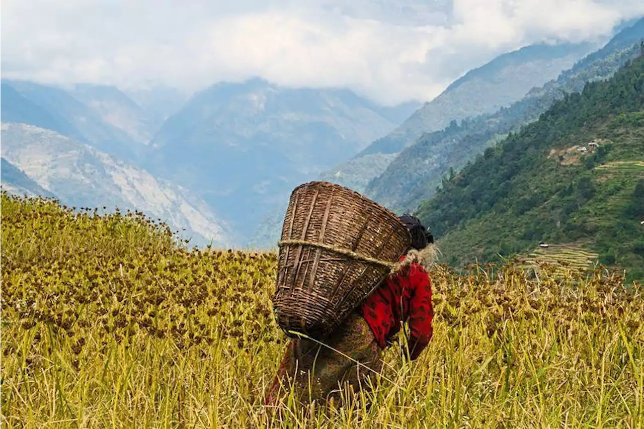 Nepal&rsquo;s local crops raise hopes for food security