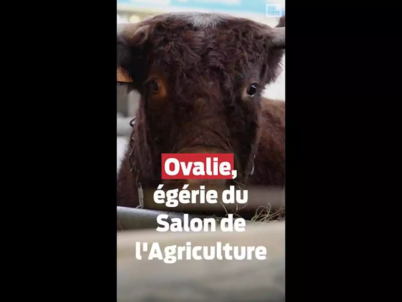 Vidéo. Salon de l’agriculture 2023 : Ovalie, reine à cornes de la 59e édition