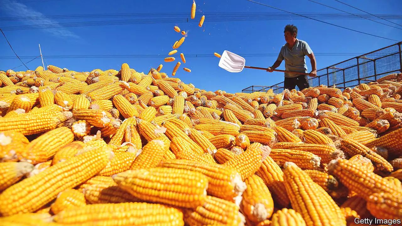 Is China’s attitude to genetically modified crops changing?