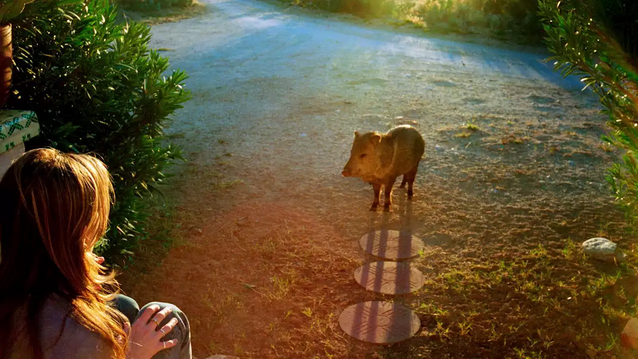 Linda McCartney's Tucson life is central to a new exhibit