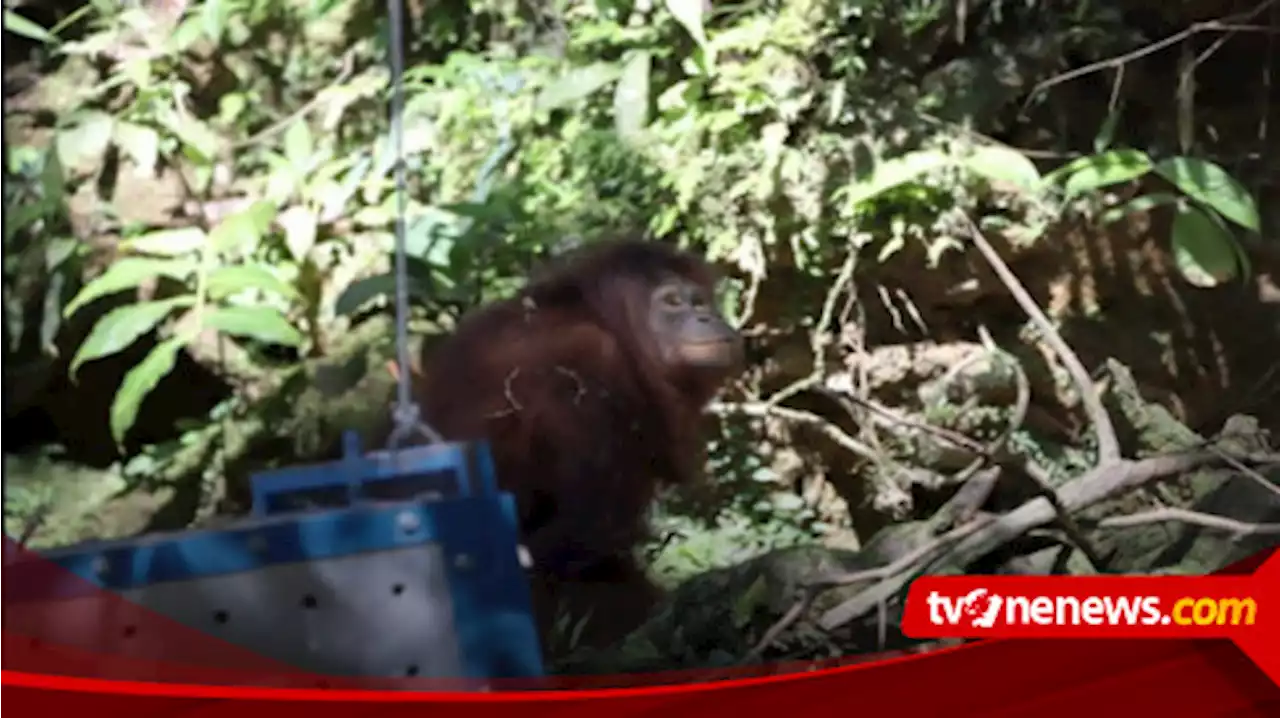 Momen-momen Pelepasliaran Orangutan 'Rocky' dan 'Dora' di Sungai Rungun