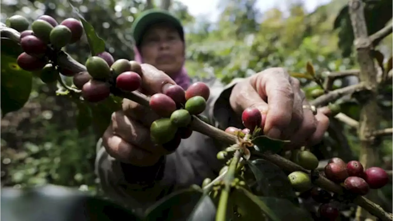 Holding PTPN Ungkap Alasan Produksi Kopi RI Masih Kalah dengan Negara Tetangga