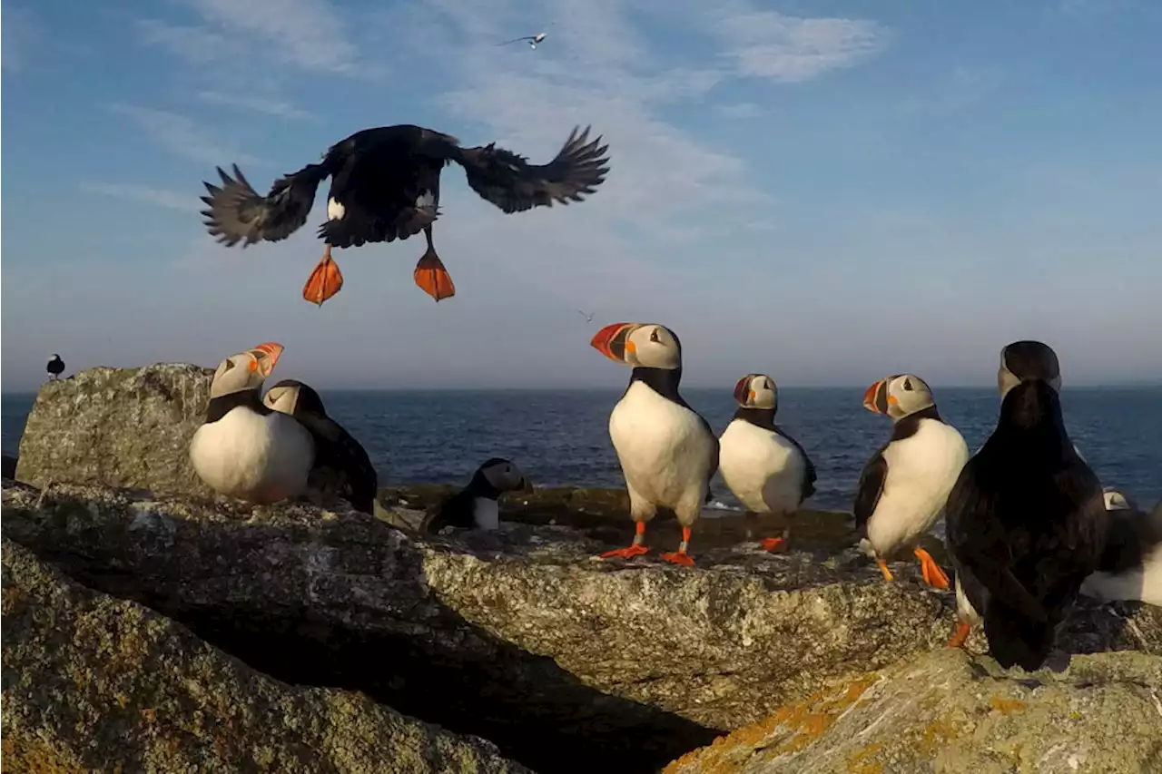 Puffling isn't easy: Climate-friendly stories making us smile this week