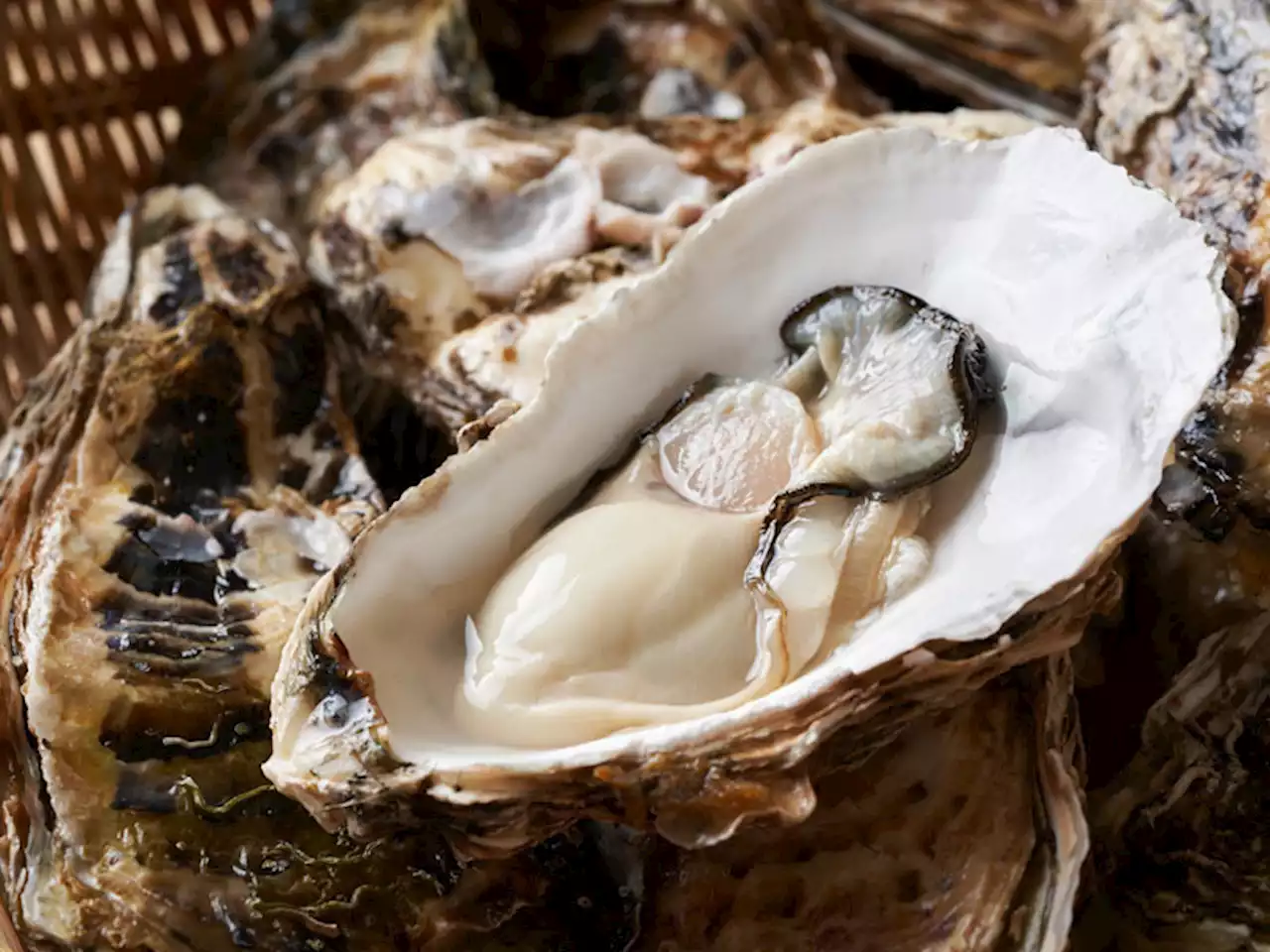冬が旬の牡蠣 生食用と加熱用の違いは鮮度にあらず おいしいのは…
