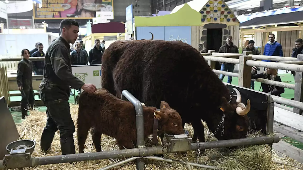 Salon de l'Agriculture : la réforme des retraites diversement accueillie dans les allées