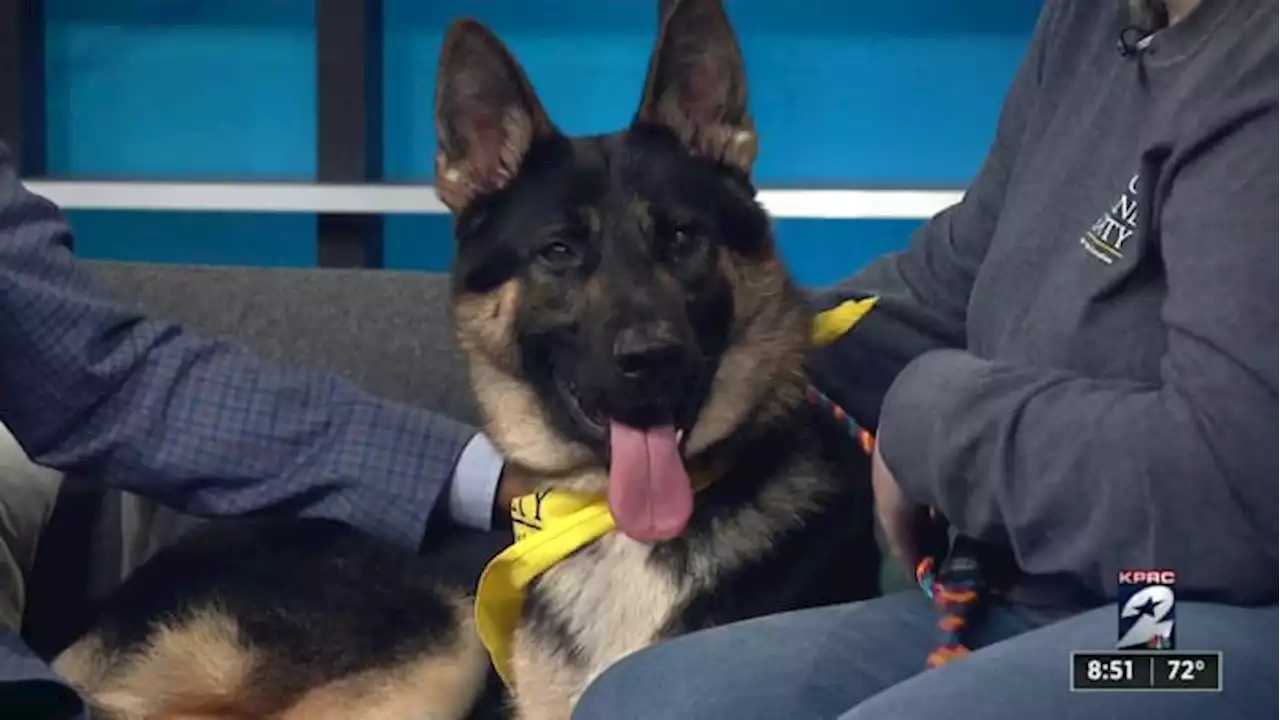 KPRC 2 Pet Project: Meet Odin, the strongest protector of fellow pups