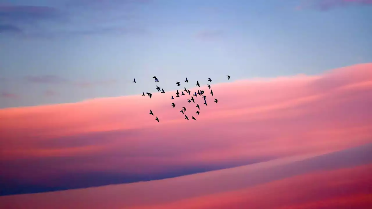 Magnetic Mishaps: Disturbances in the Earth’s Magnetic Field Could Lead Migrating Birds Astray