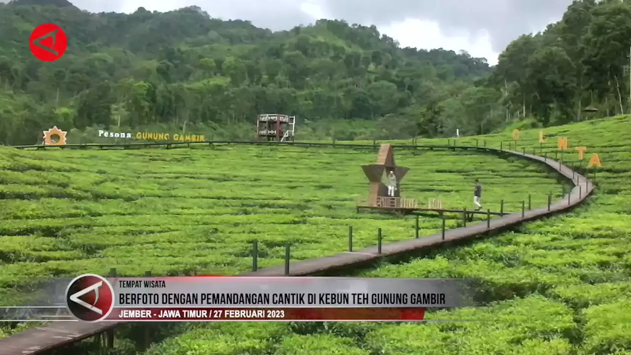 Berfoto dengan pemandangan cantik di kebun teh Gunung Gambir - ANTARA News