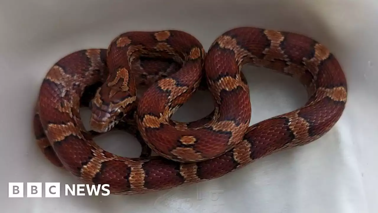 Corn snake found by commuter near Swansea train station