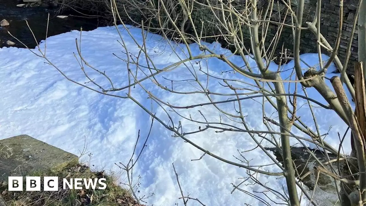 River Bollin pollutant kills more than 100 fish