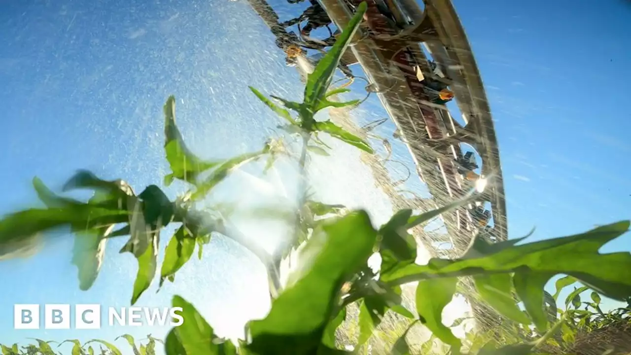 The high-tech weeding machines cutting herbicide use