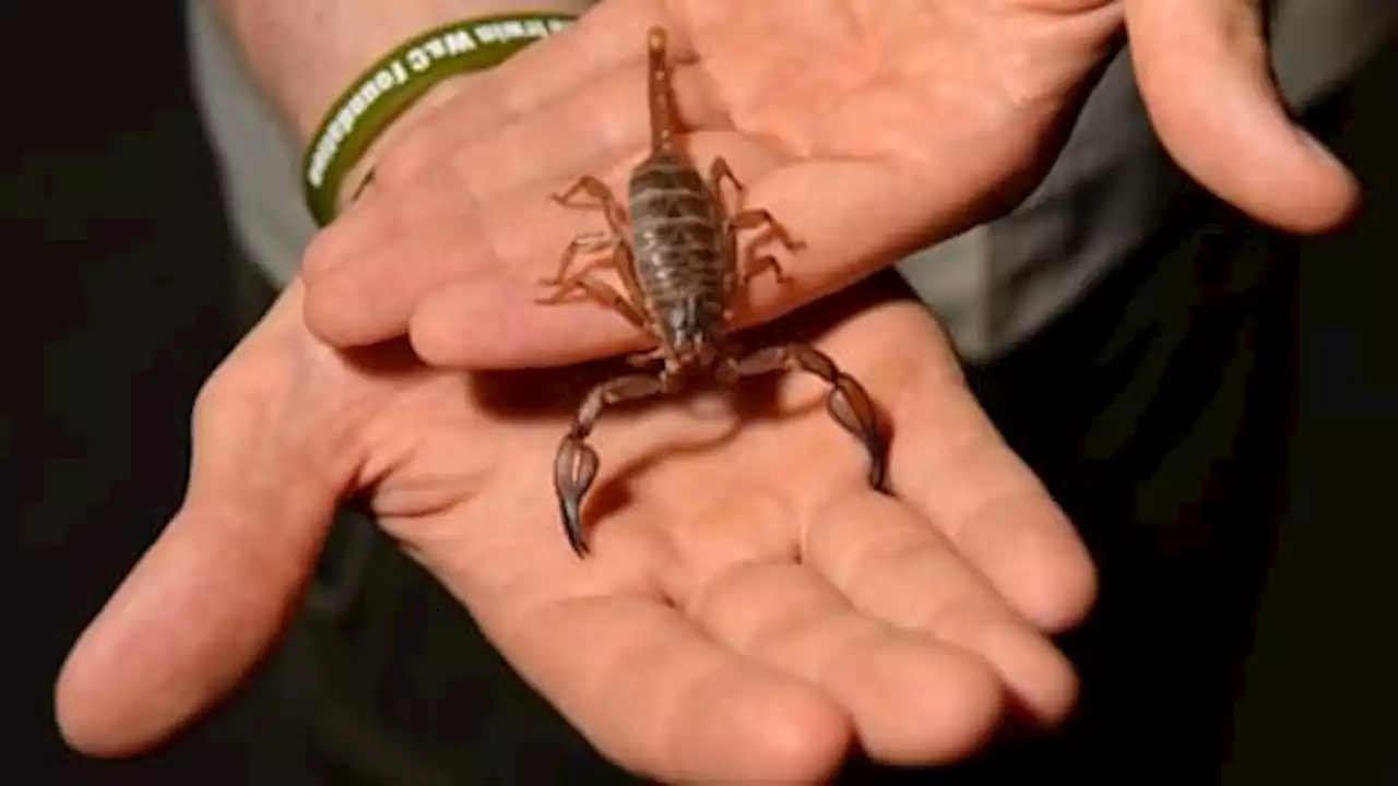 Nantes: un scorpion pique un passager dans un avion en provenance du Sénégal