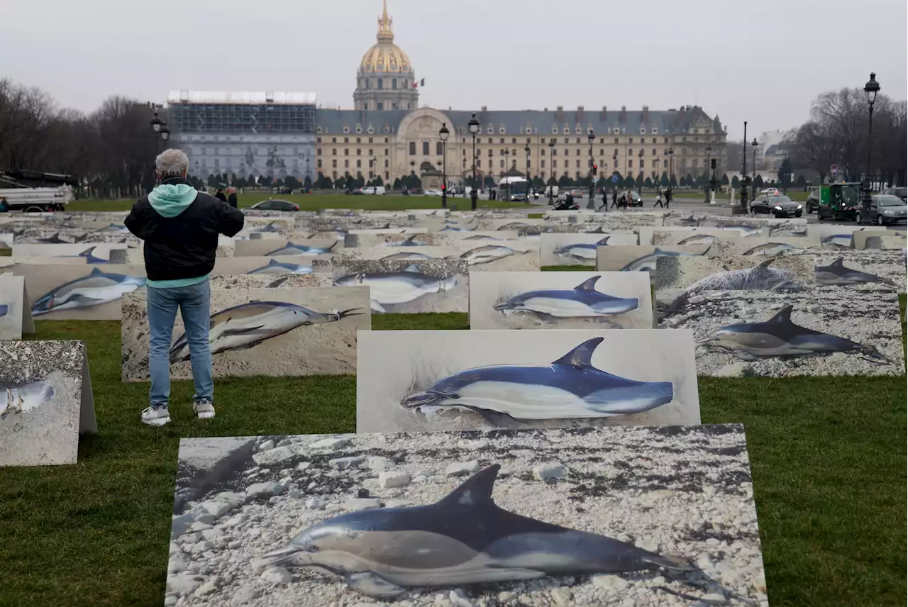 Dauphins échoués dans l’Atlantique : Emmanuel Macron appelle à «améliorer nos pratiques» de pêche