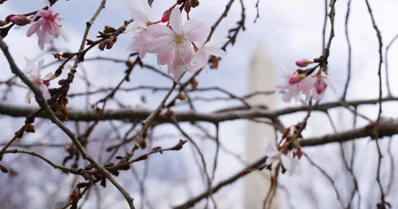 Réchauffement. Déjà le printemps dans l’est des États-Unis