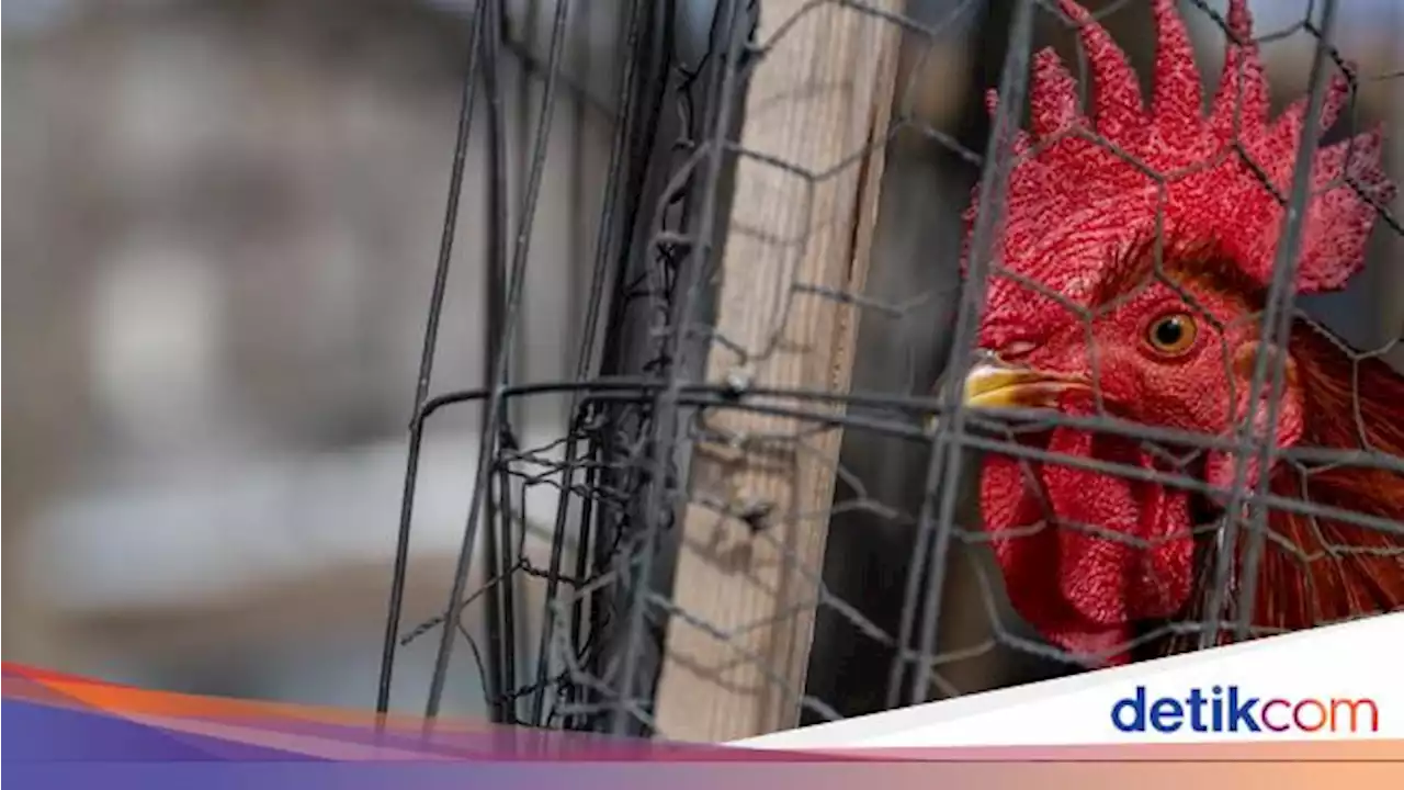 Kemenkes RI Waspadai Penularan Flu Burung ke Manusia