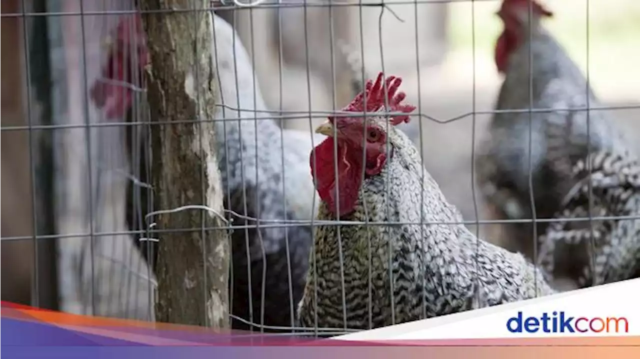 Waspada Flu Burung, Dinkes Bali Sebar Surat Edaran Pantau Orang Demam