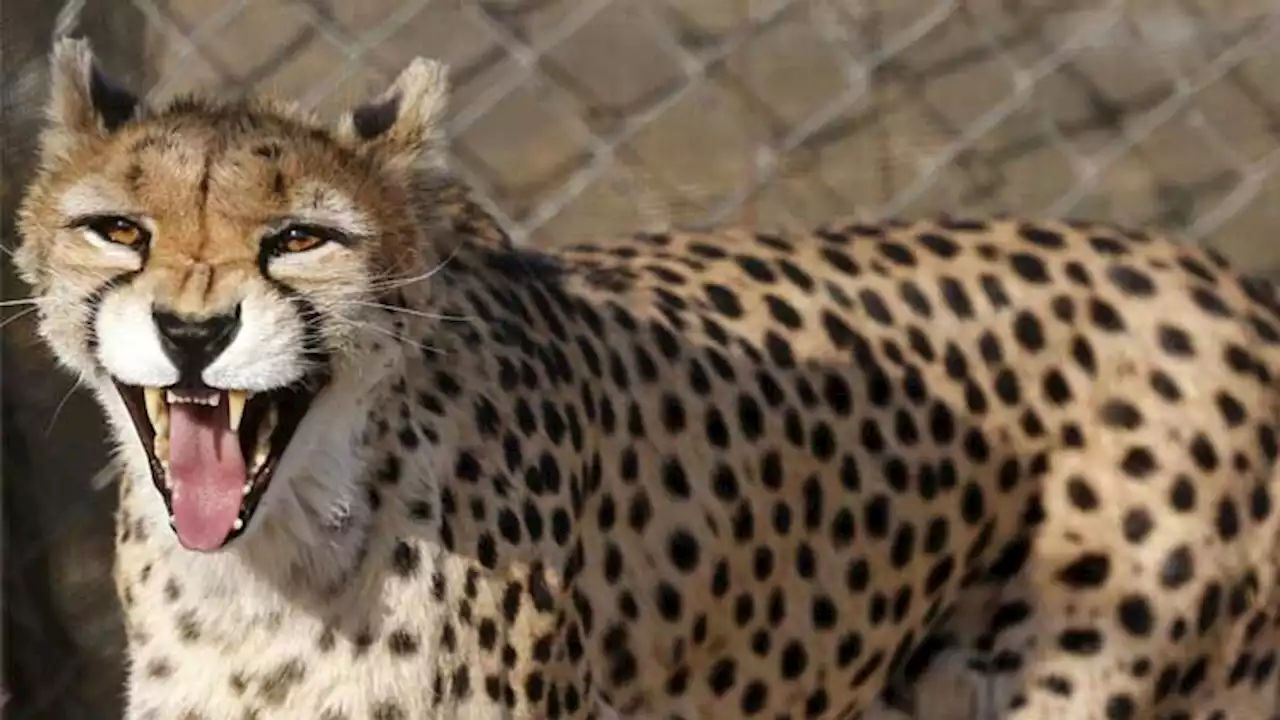 Iran fears for health of rare cheetah cub