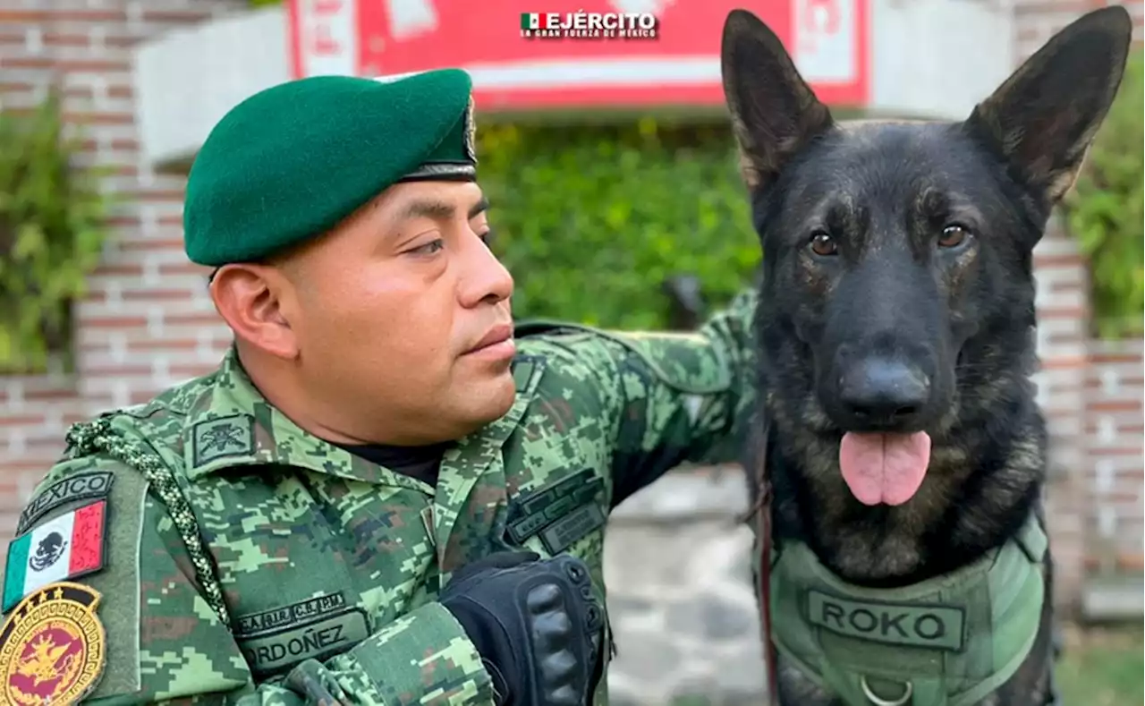 Perros rescatistas de Sedena son reconocidos por valentía y lealtad