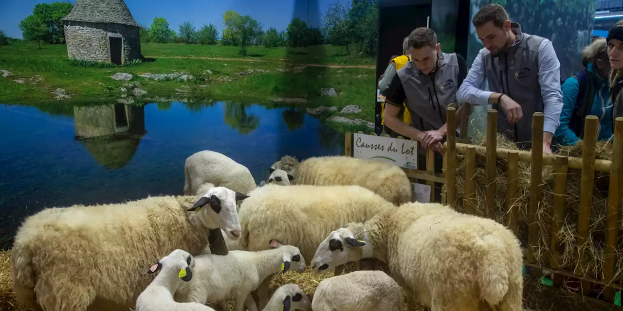 Salon de l'Agriculture 2023 : les producteurs de viande fortement touchés par l'inflation