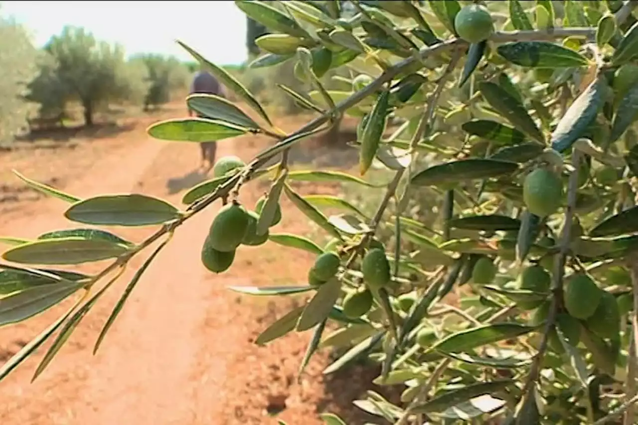 Méditerranée : la production d'huile d'olive menacée par le réchauffement climatique selon un chercheur toulousain