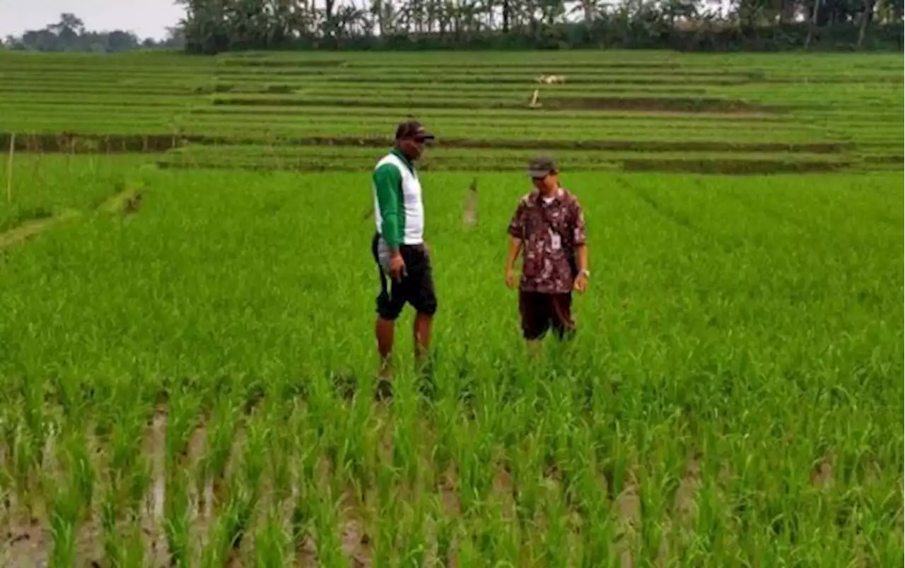 Panen Raya Padi Segera Tiba, Awas Ada Permainan Tengkulak