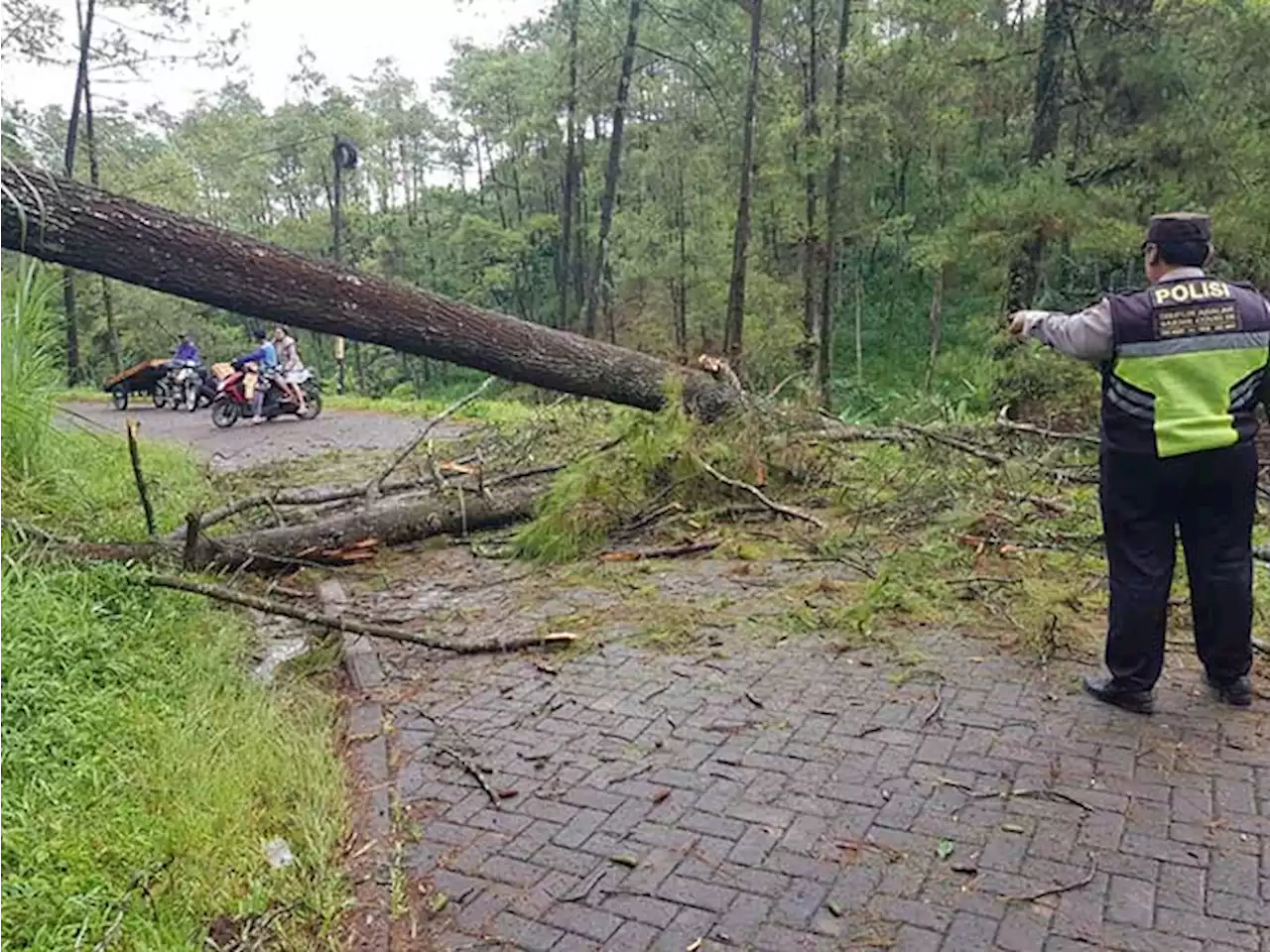 Pohon Tumbang di Kayukebek Tutur, Sempat Ganggu Jalan