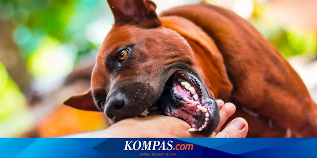 Demam Setelah Digigit Anjing, Waspadai Gejala Infeksi