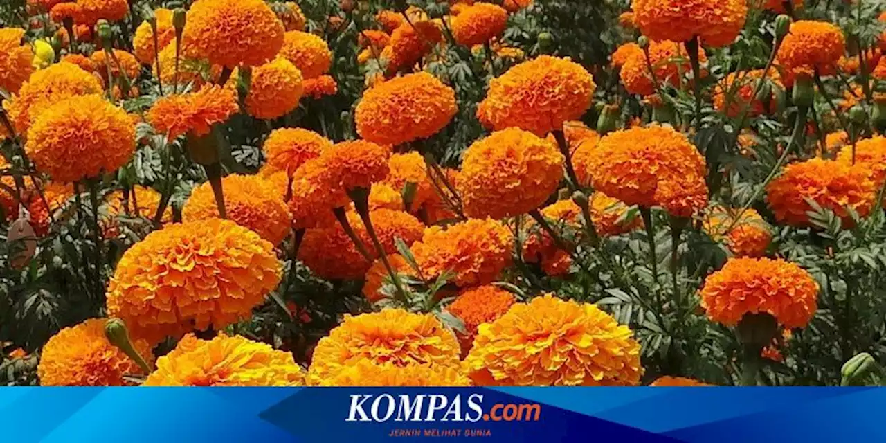 Mengenal Bunga Marigold, dari Sejarah hingga Cahaya yang Dibutuhkan