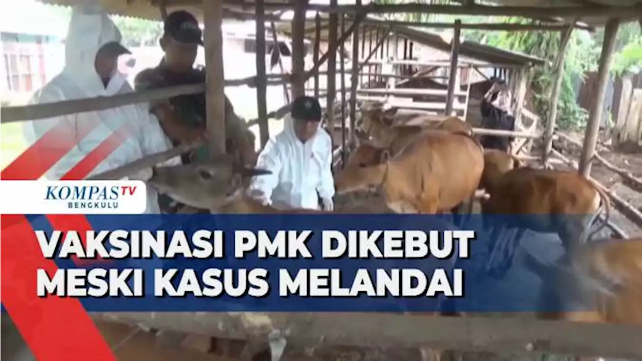 Vaksinasi PMK Dikebut Meski Kasus Melandai