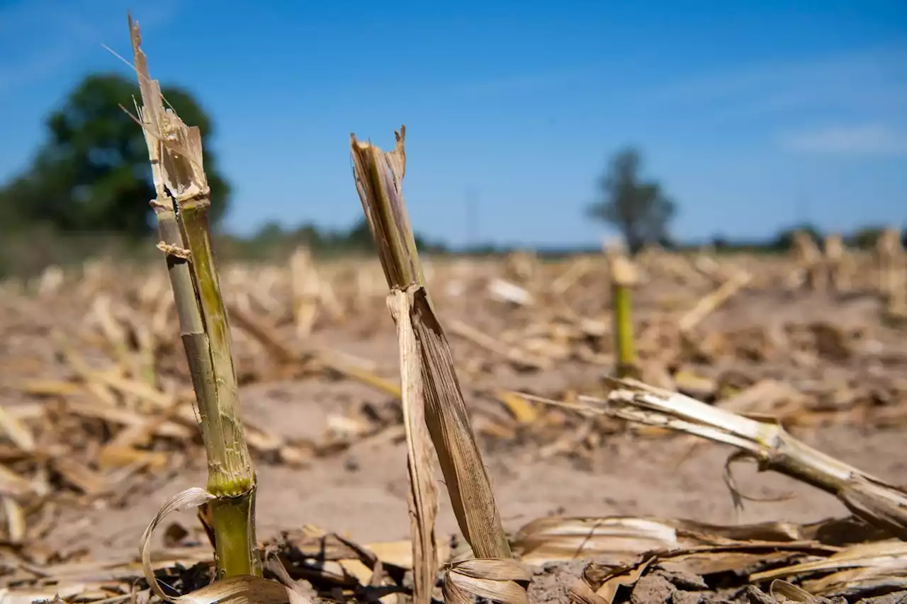 Sécheresse en hiver : « C’est tout un modèle qu’il faut changer », l’inquiétude des agriculteurs