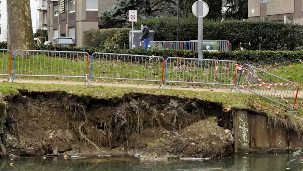 Toulouse : pourquoi les rats prolifèrent sur les berges du canal ?