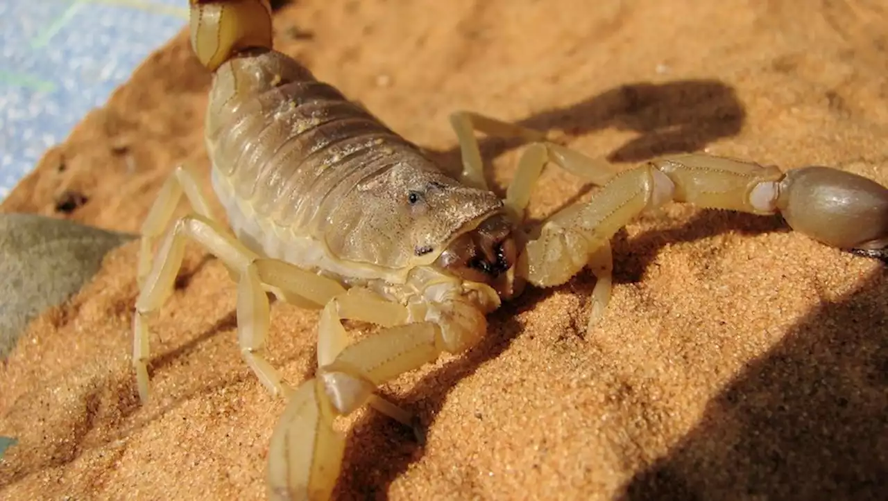 'Je me suis vu partir' : un passager piqué par un scorpion en plein vol de retour de Dakar