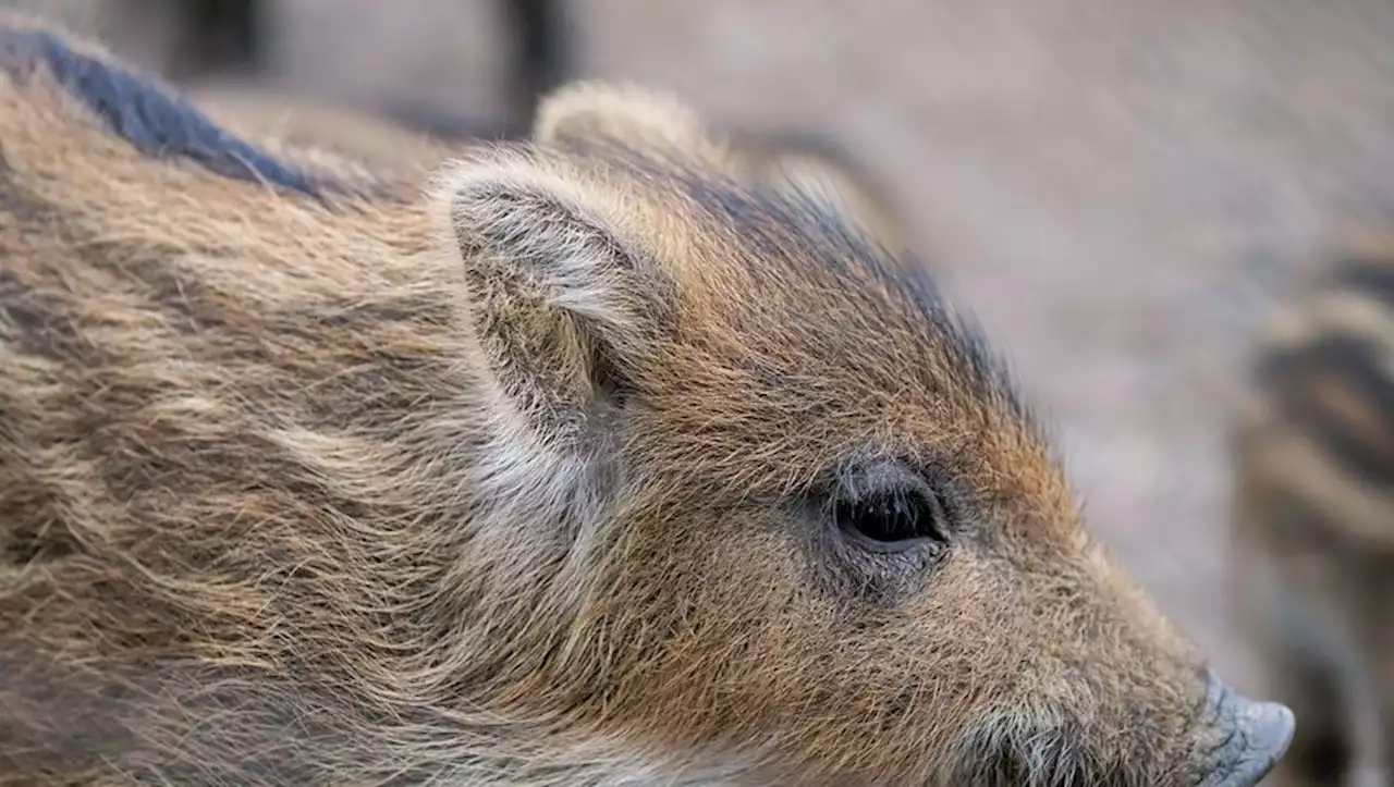 Mort du marcassin apprivoisé Pumba : une cagnotte lancée pour ériger une statue de l'animal