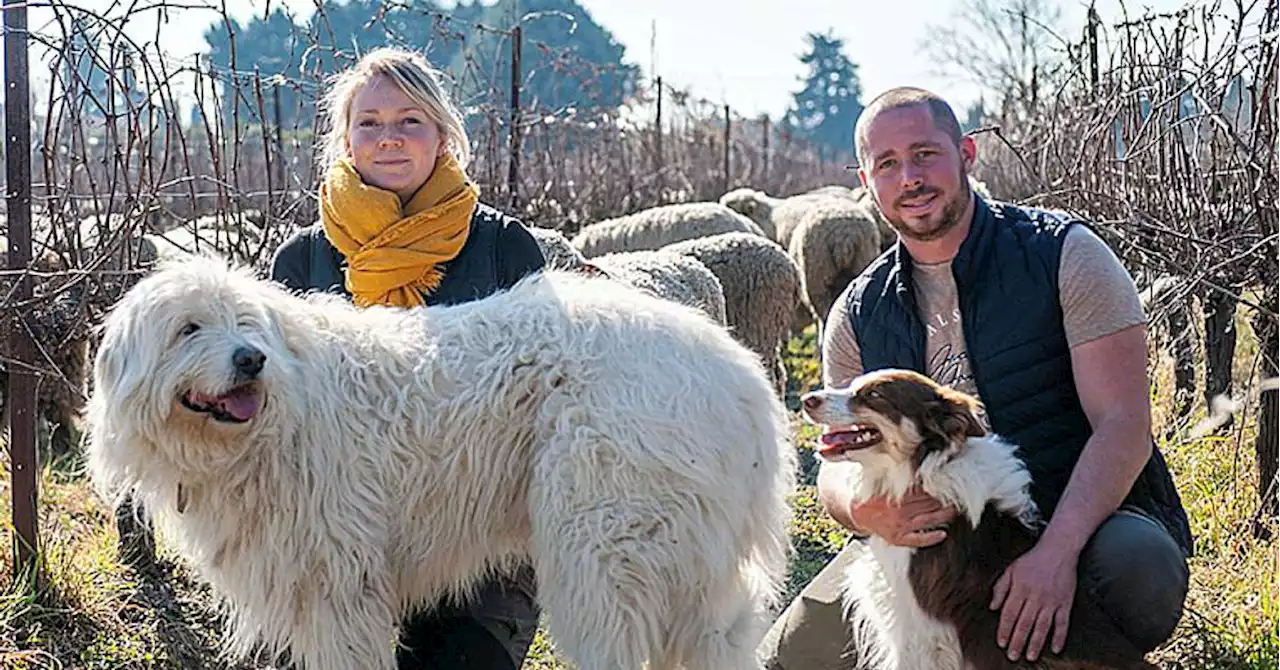 400 brebis en mission dans le Vaucluse pour protéger la nature