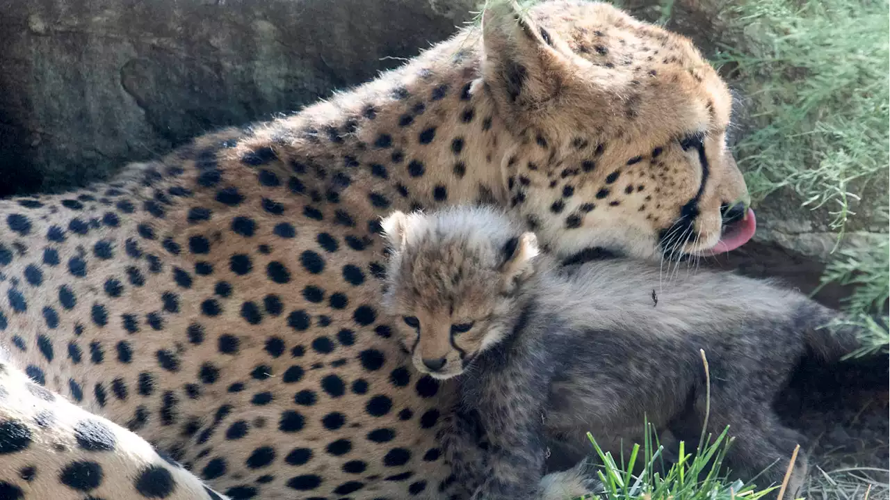 Pourquoi tout l’Iran s’inquiète de la santé de ce jeune guépard