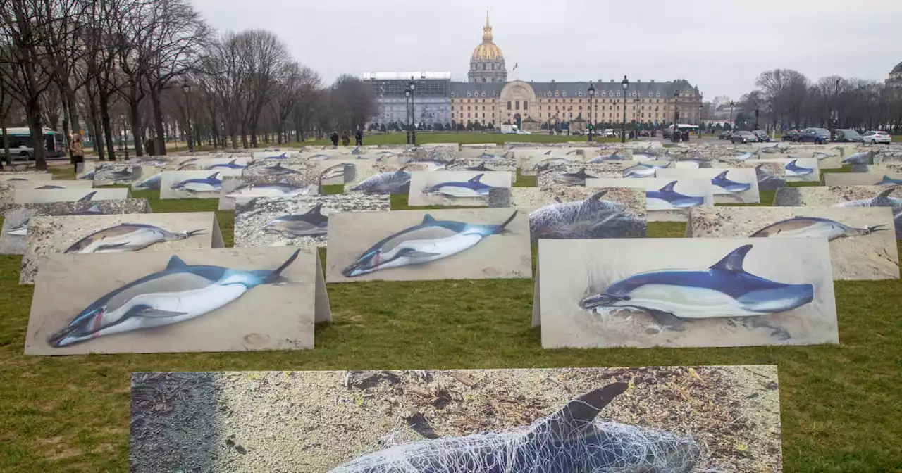 Le « oui » d’Emmanuel Macron pour la sauvegarde des dauphins dans le golfe de Gascogne