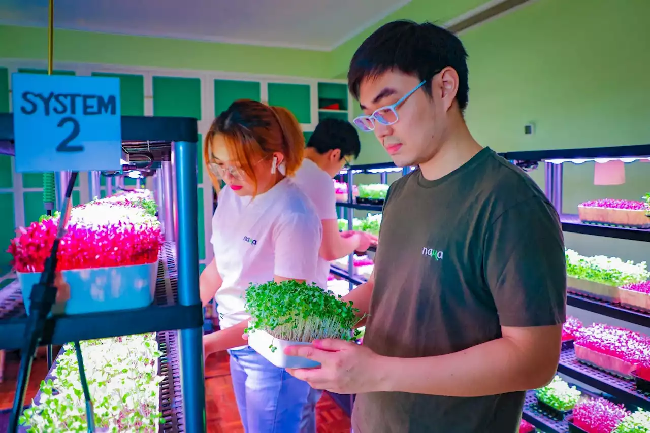 3,000 young Pinoys get agribusiness support from DA