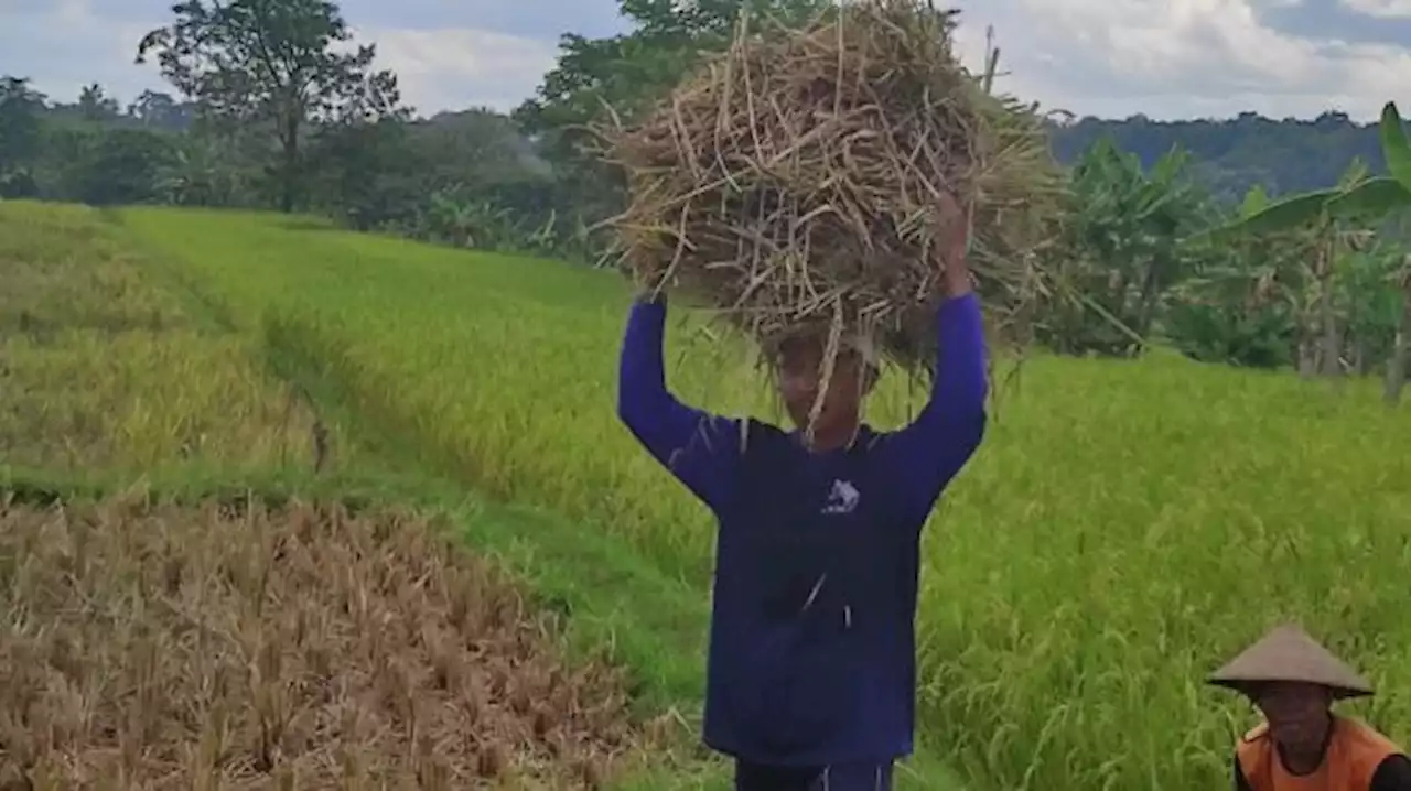 Pengamat: HPP Harus Perhatikan Harga Ongkos Produksi Petani