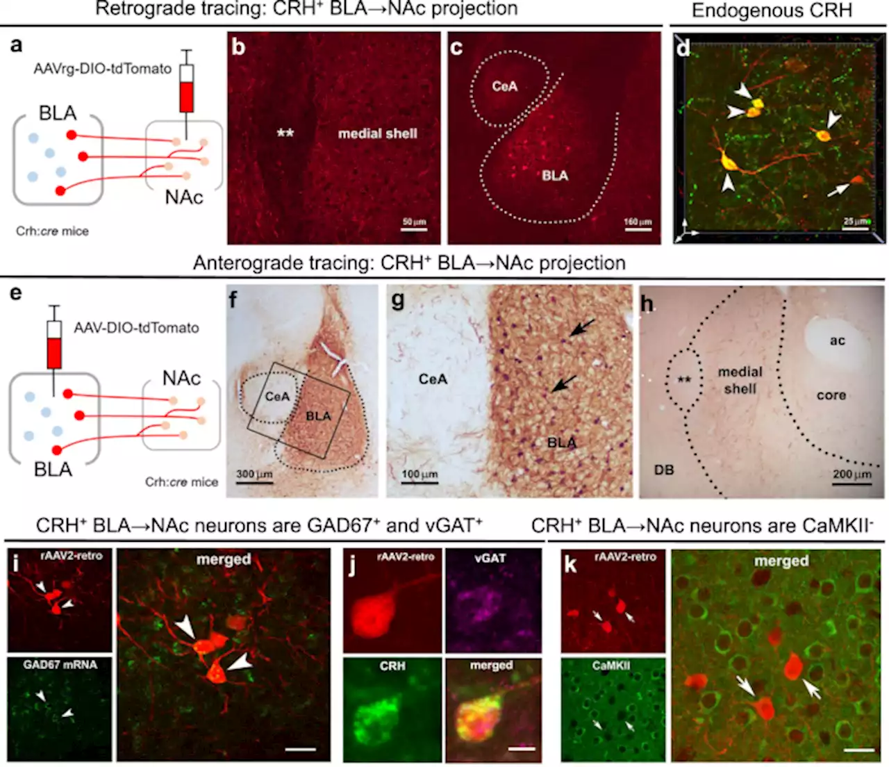 Stress-induced plasticity of a CRH/GABA projection disrupts reward behaviors in mice - Nature Communications