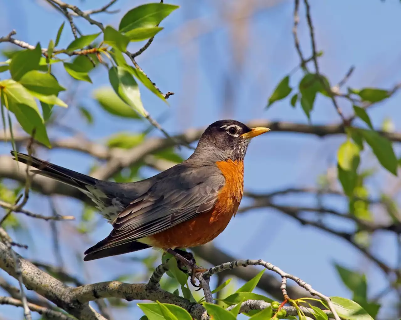 Bay Area, Southern California ‘irrupting’ in American robins