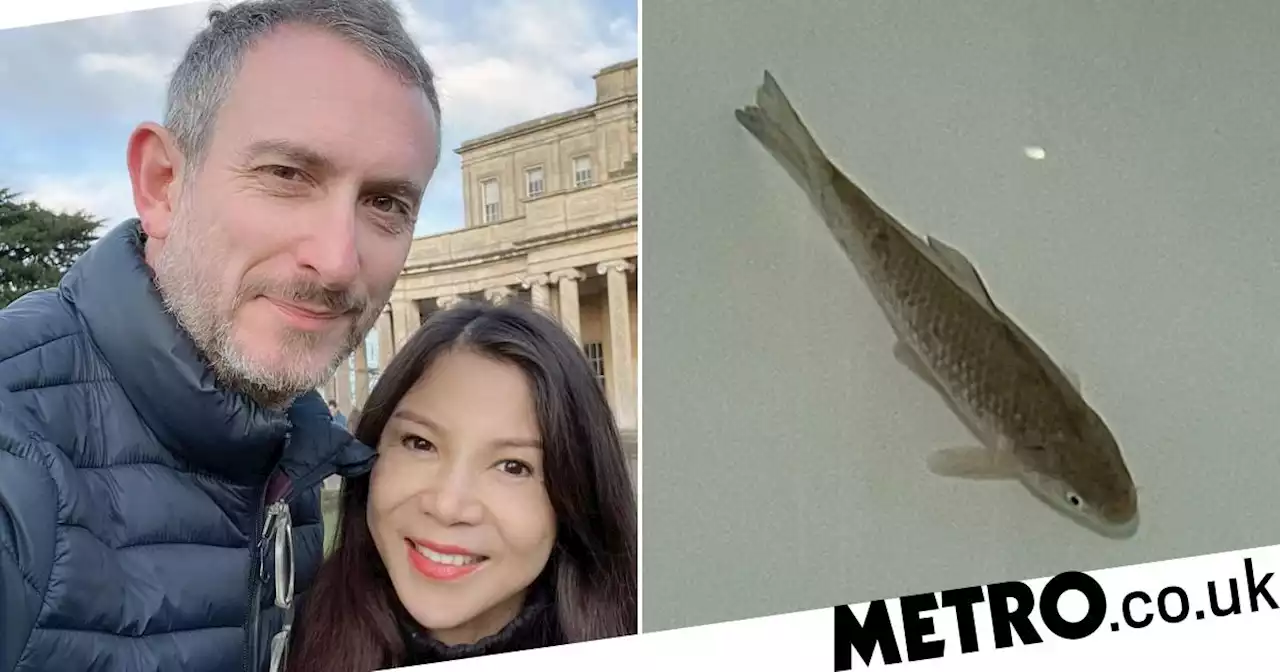 Woman finds fish she bought is still alive after two days in her freezer