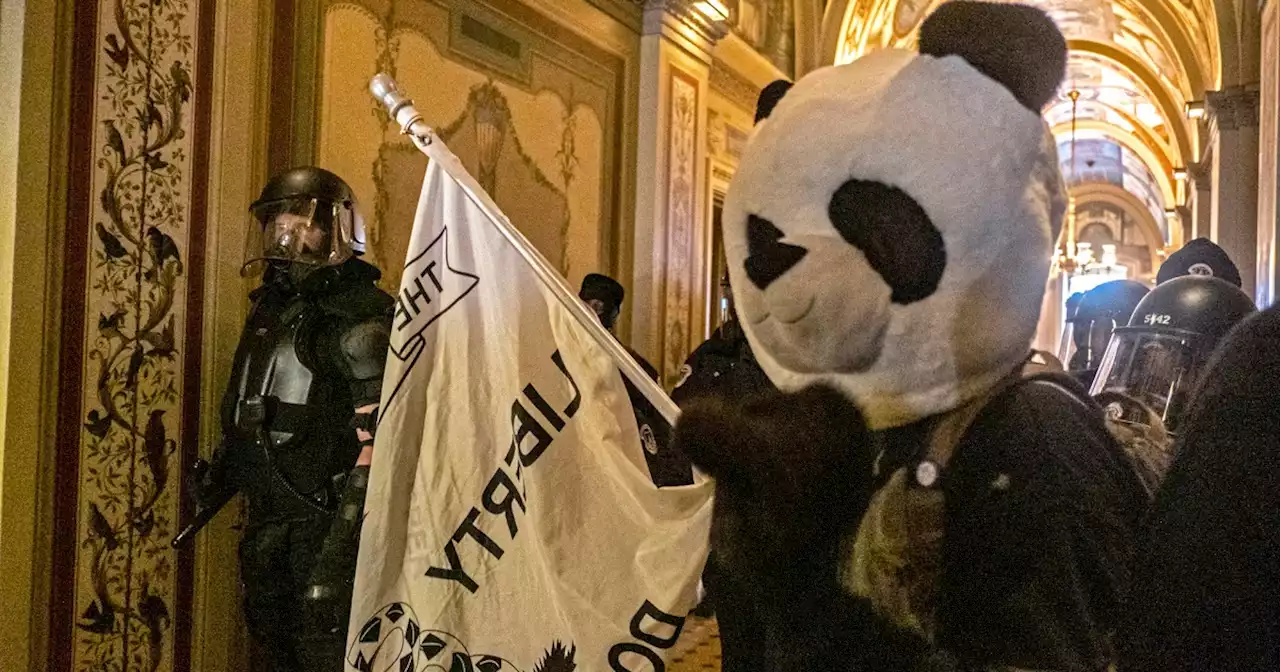 FBI arrests man dubbed 'Sedition Panda' for allegedly storming Capitol