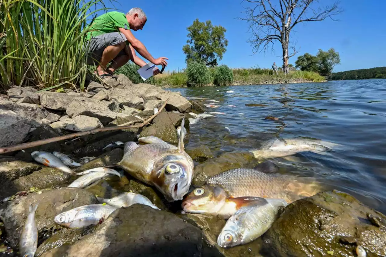 Huge ecological disaster in river Oder last year could repeat in 2023