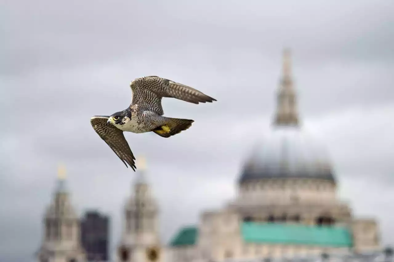 Lockdown forced London's peregrine falcons to eat more parakeets